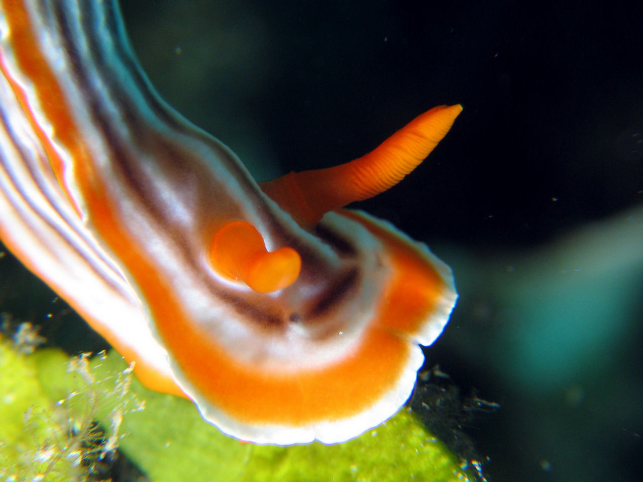 Chromodoris magnifica